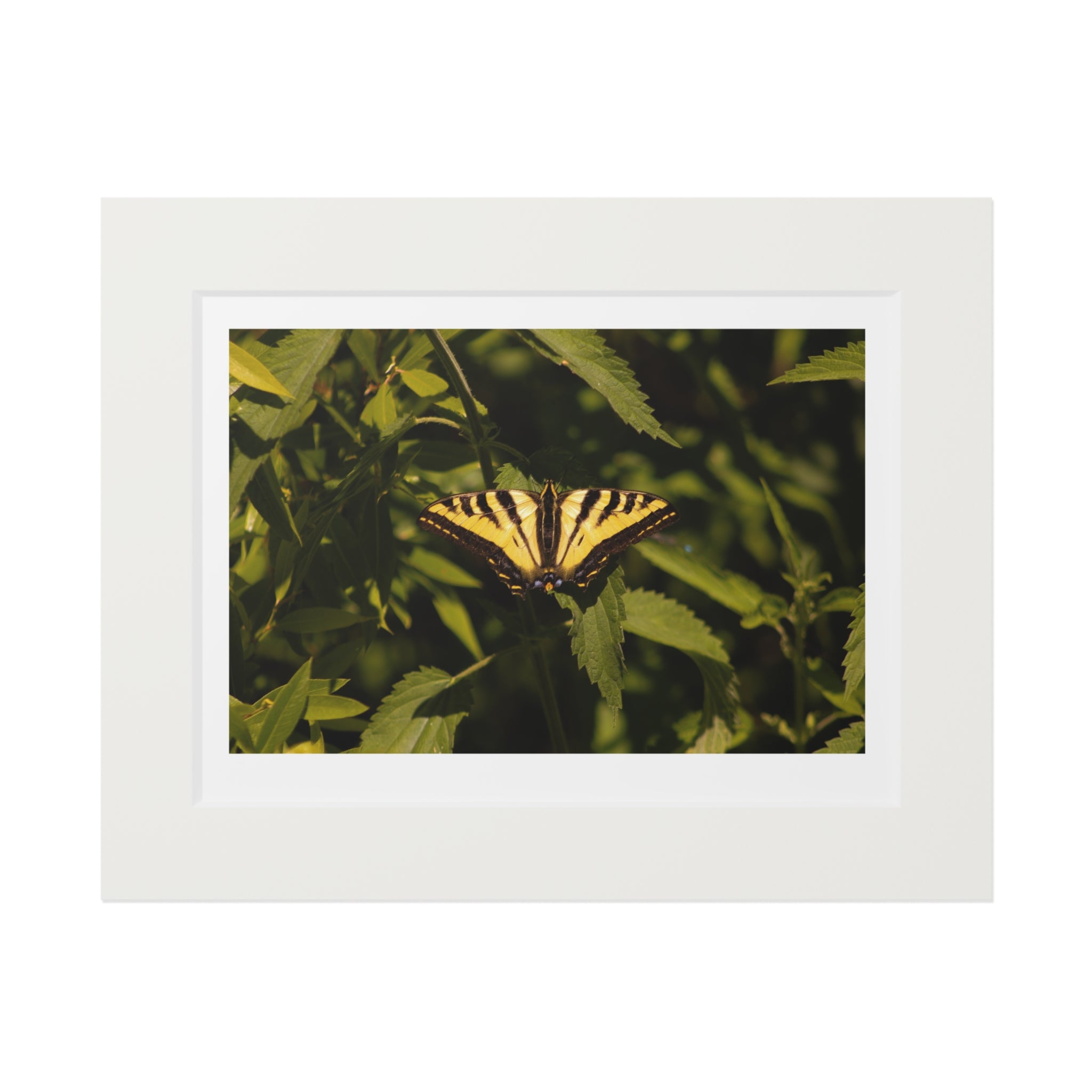 Fine Art Prints, Butterfly Photo Wall Decor, Nature Photography Print, Home Office Decor, Gift for Her, Office Wall Art