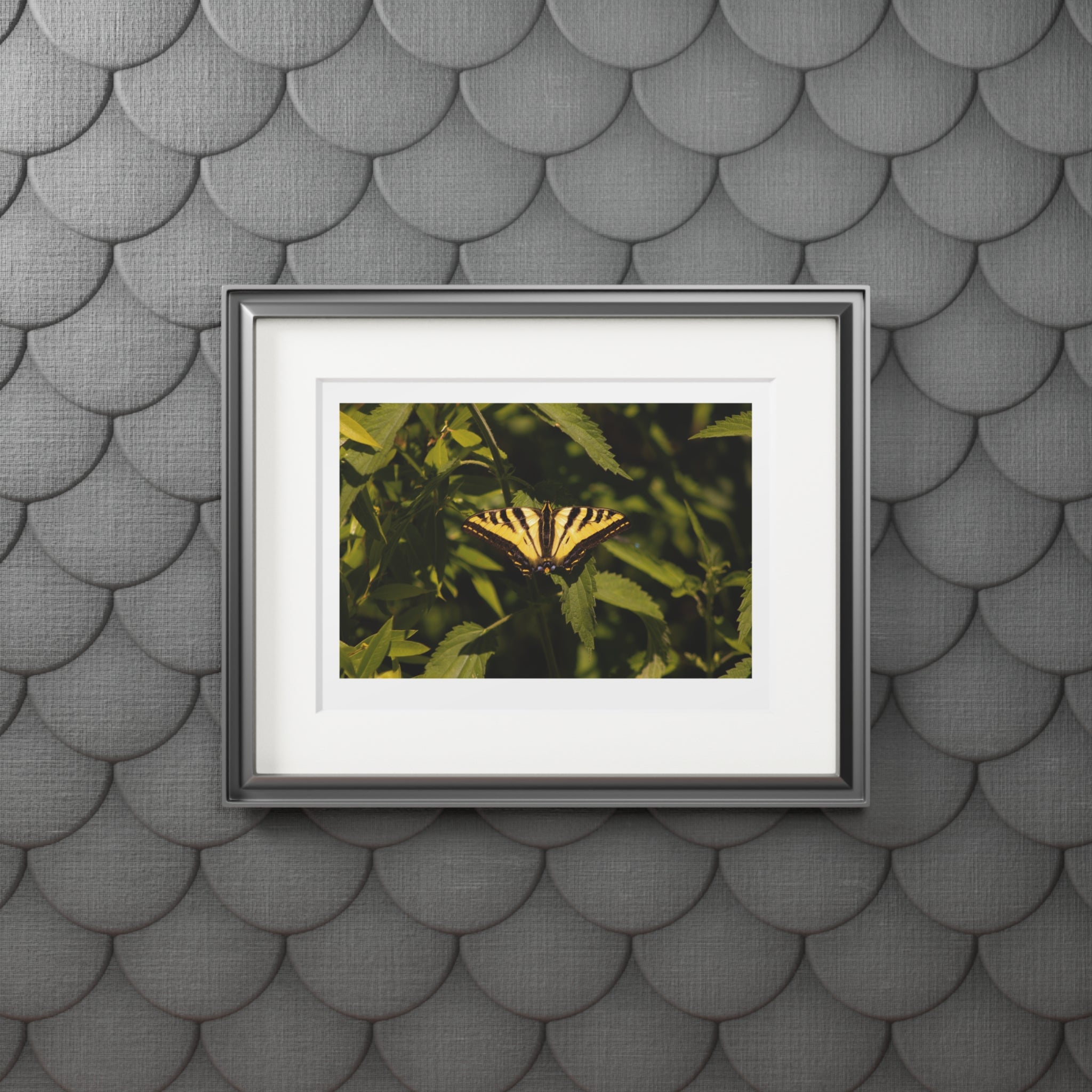 Fine Art Prints, Butterfly Photo Wall Decor, Nature Photography Print, Home Office Decor, Gift for Her, Office Wall Art