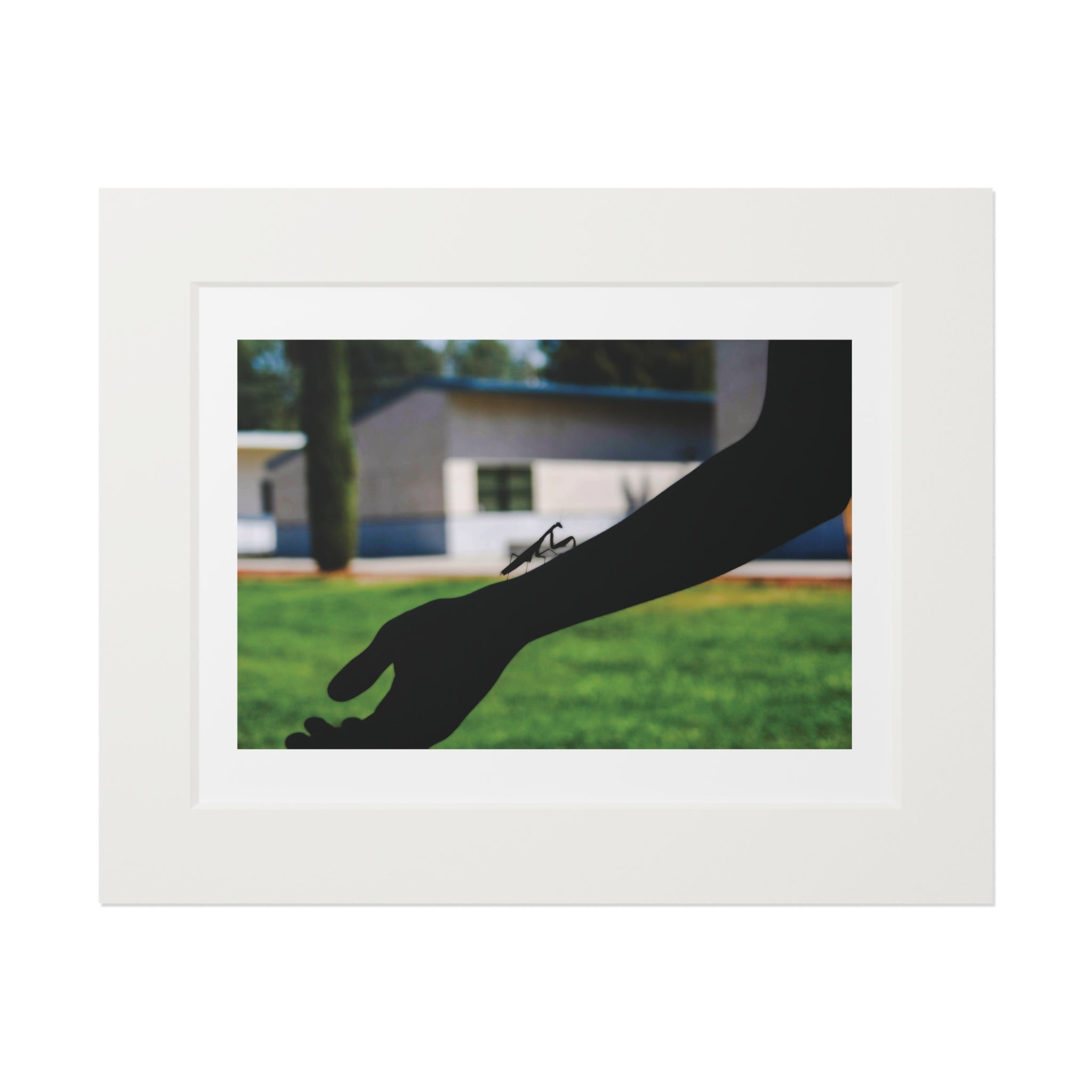 Prints, Praying Mantis Silhouette Bright Photo Outside, Wall Art Decor, Nature Photography, Insect Lover Gift, Unique Home Decor